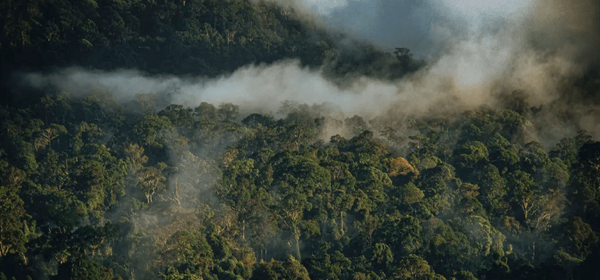 imagem amazônia